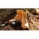 BOTAS PANAMA JACK ROUTE BOOT REPORTER VINTAGE_OCRE